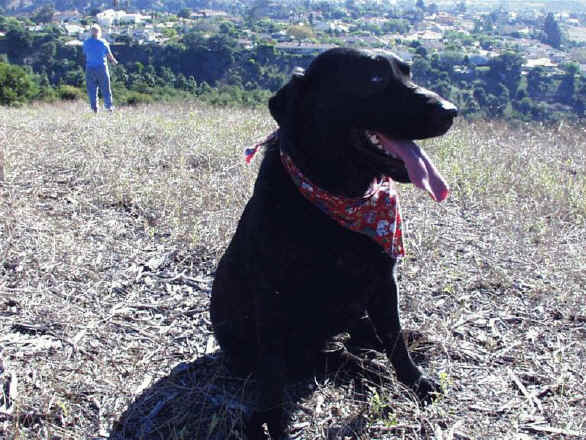 IMAGE014.jpg (125156 bytes)